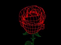 rose